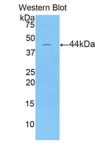 LCN15 Antibody (aa26-170, APC)