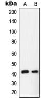 EAR2 / NR2F6 Antibody (N-Terminus)