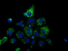 HIBCH Antibody (clone OTI2A5, Carrier-free)