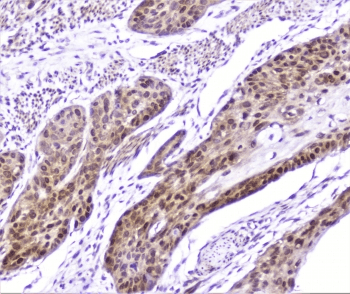 SP1 Antibody