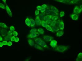 Monoclonal Mouse anti-Human p16INK4a / CDKN2A Antibody (clone OTI4C11, IF, WB)