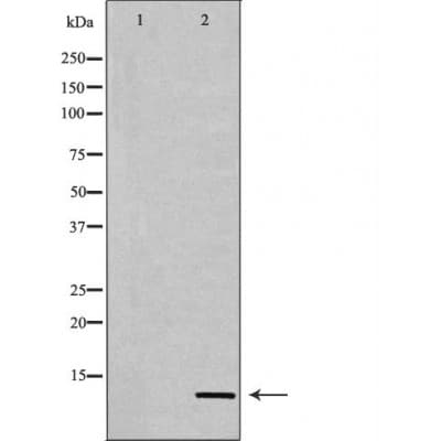 Histone H4 Antibody (Acetyl-Lys12)