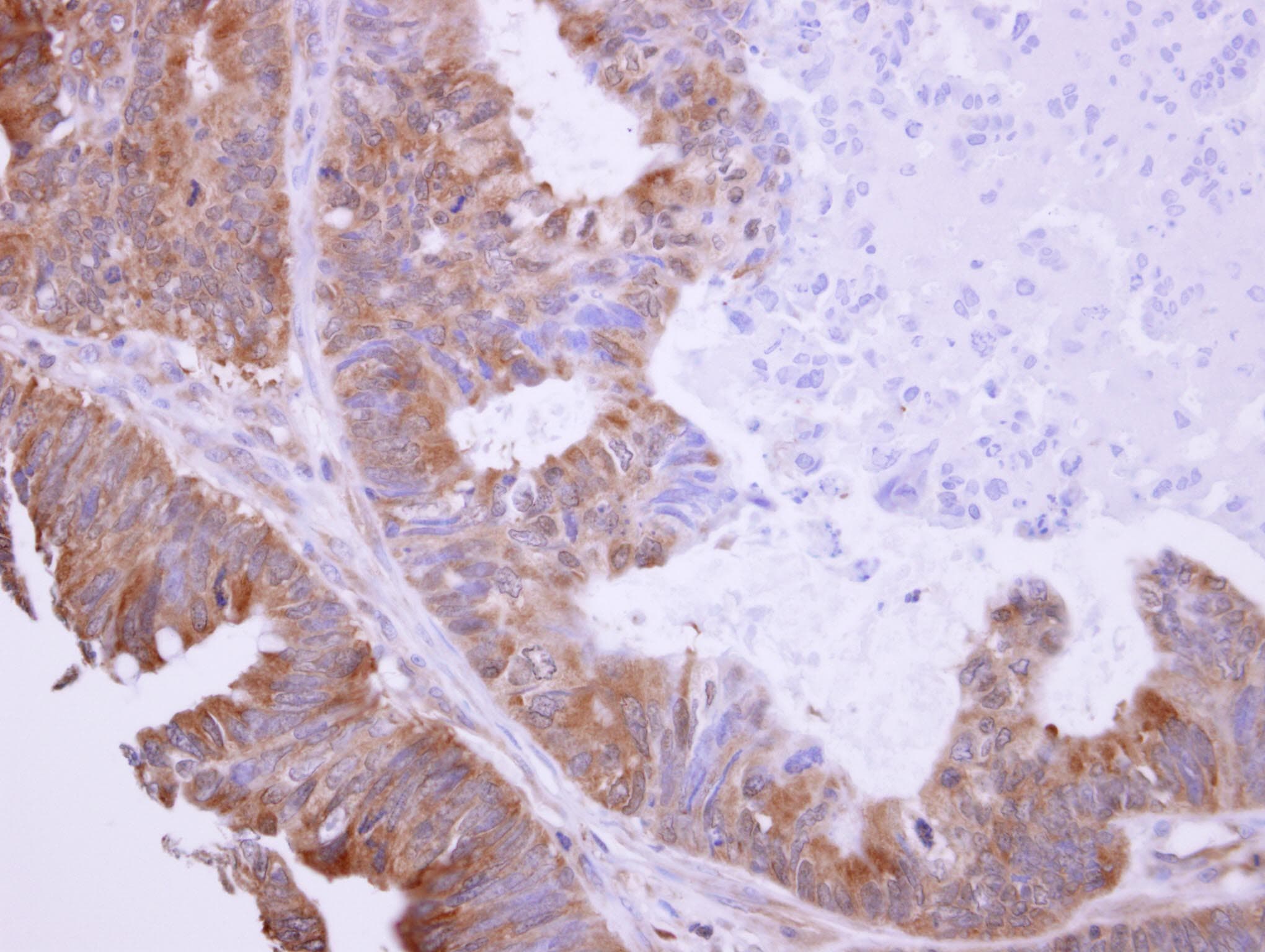 BHMT Antibody (aa1-243)