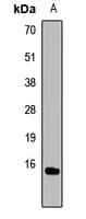 HIST3H3 Antibody