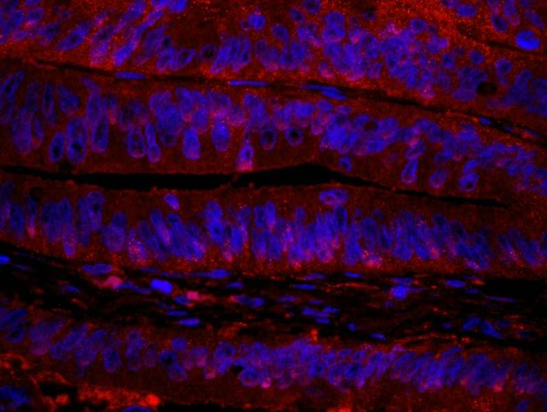 IHC-plus™ RANBP1 Antibody (aa1-50)