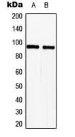 TLE2 Antibody (Internal)