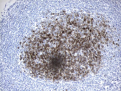 MME / CD10 Antibody (aa411-750, clone UMAB235, Carrier-free)