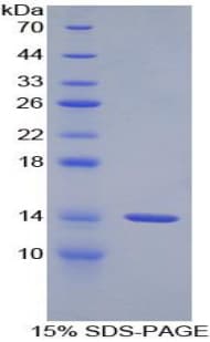 Rat GNRH Protein (Recombinant His-S)