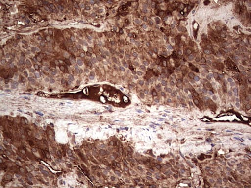 PKM2 Antibody (clone OTI12D5, Carrier-free)