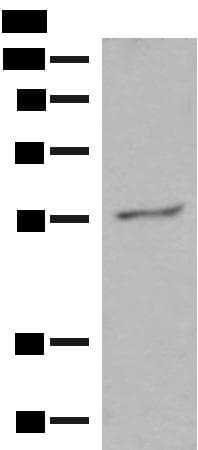 GPR161 Antibody