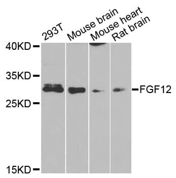 FGF12 Antibody