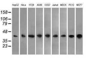 Basigin / Emmprin / CD147 Antibody (clone OTI9H5)