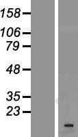 VAMP1 / VAMP-1 Protein (Over-Expression Lysate Myc-DDK (Flag))