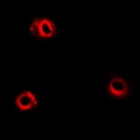 APH / APEH Antibody