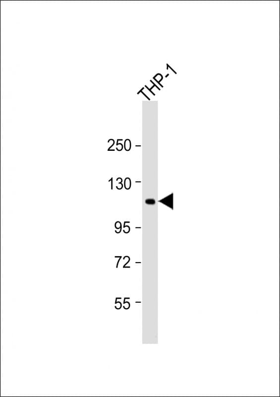 Polyclonal Rabbit anti-Human PTP-PEST / PTPN12 Antibody (aa681-714, WB)