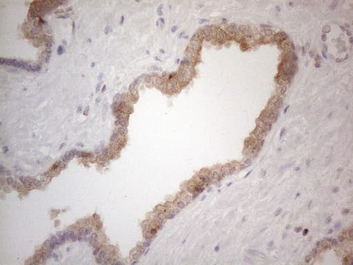CDC42SE2 Antibody (clone OTI1B12)
