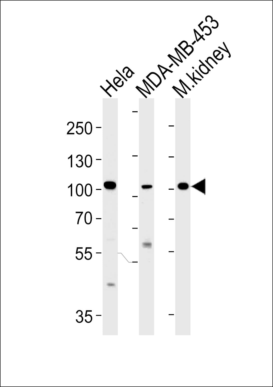 NCOA7 Antibody (aa76-103)