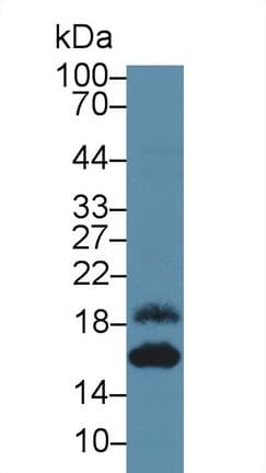CXCL5 Antibody (aa41-114)