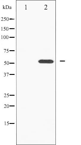 HNF4A / HNF4 Antibody