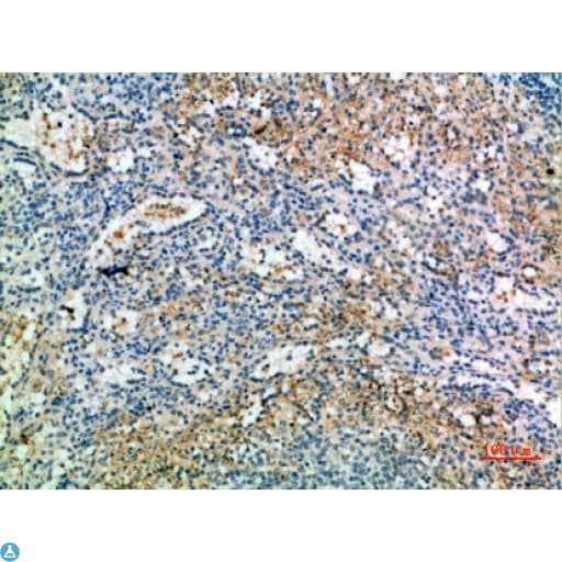KEL / CD238 Antibody