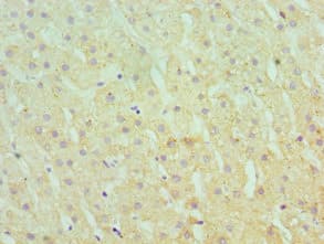 SERPINA10 / PZI Antibody (aa165-444)