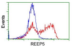 REEP5 Antibody (clone OTI4D2)