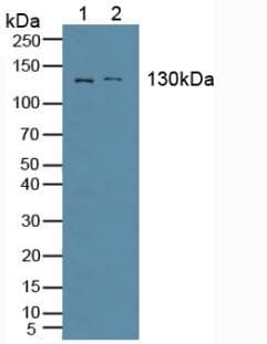 ANPEP / CD13 Antibody (Biotin)