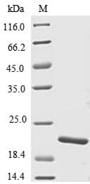 Zebrafish tnfb Protein (Recombinant 6His, N-terminus)