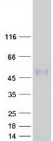 Human CD276 / B7-H3 Protein (Recombinant Myc-DDK (Flag))
