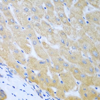 BECN1 / Beclin-1 Antibody