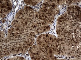 PCNA Antibody (clone OTI4E3, Carrier-free)