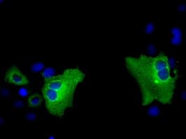 PAS Kinase / PASK Antibody (clone OTI11D8)