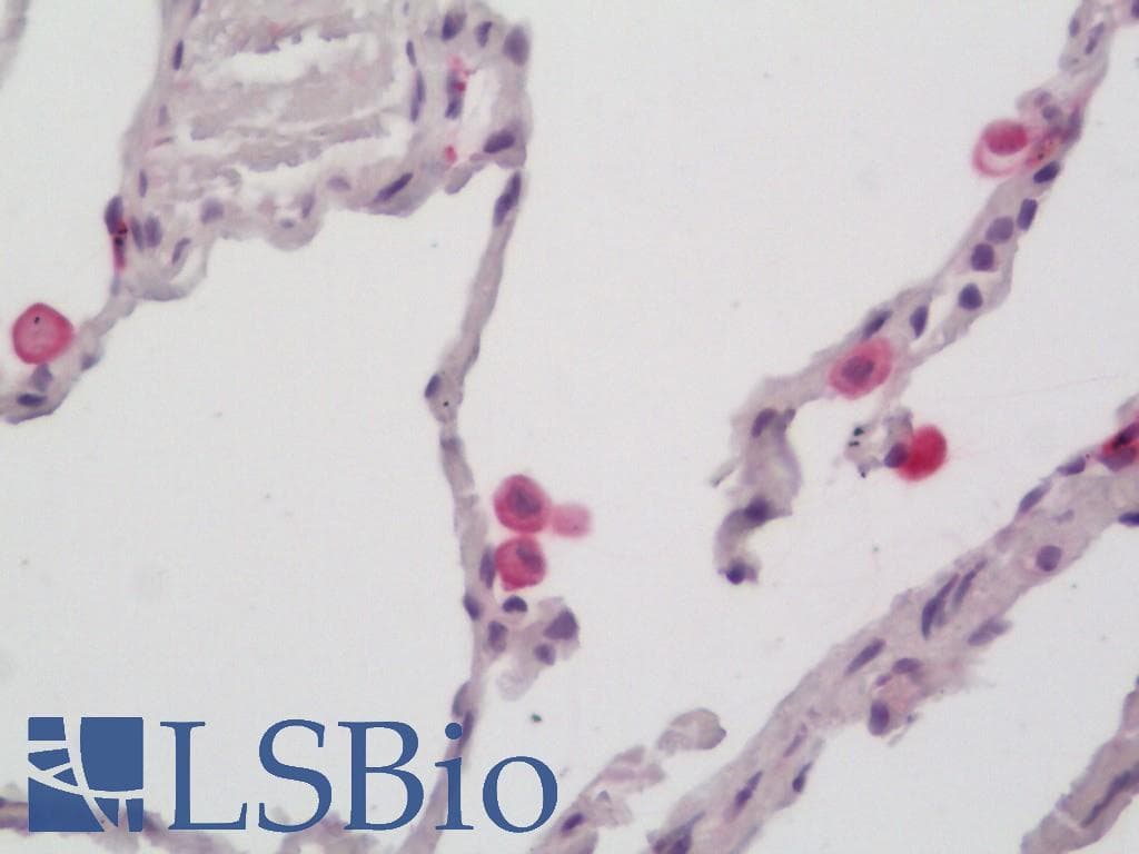 IHC-plus™ CD163 Antibody (clone 2B12)