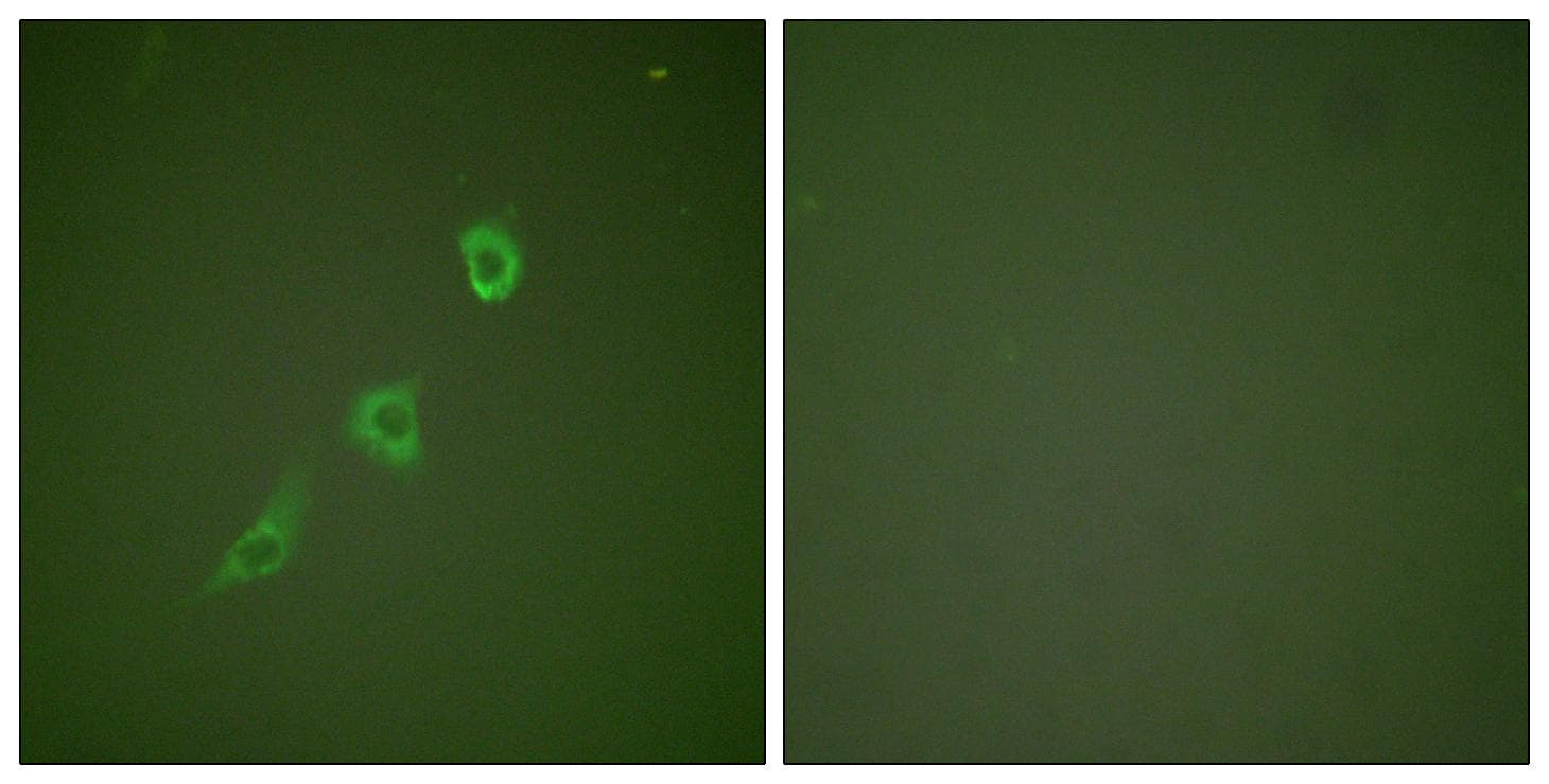 HSP10 / Cpn10 / Chaperonin 10 Antibody