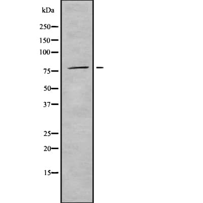PNPT1 Antibody