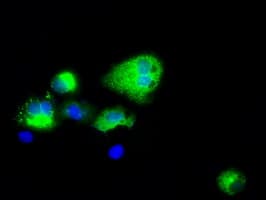 NPR3 Antibody (clone OTI11A6)