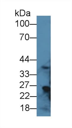 RGN / Regucalcin Antibody (aa1-299)