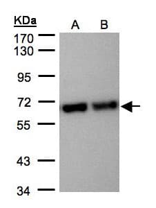 STI1 / STIP1 Antibody (aa1-300)