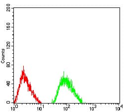 GRIN3B / NR3B Antibody (clone 2A8E11)