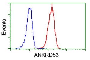 Monoclonal Mouse anti-Human ANKRD53 Antibody (clone OTI1E1, IHC, IF, WB)
