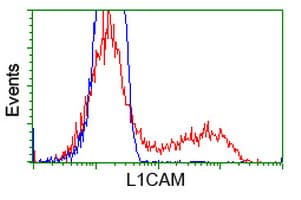 L1CAM Antibody (clone OTI2G9)