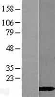 CALML3 Protein (Over-Expression Lysate Myc-DDK (Flag))
