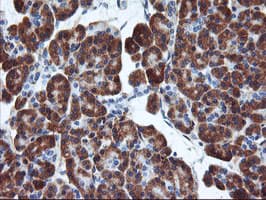 ENPEP / Aminopeptidase A Antibody (clone OTI1E3)