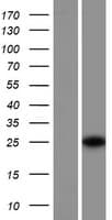SRA1 / SRA Protein (Over-Expression Lysate Myc-DDK (Flag))