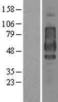 Human CD44 Protein (Over-Expression Lysate Myc-DDK (Flag))