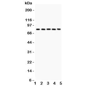 Calpain Antibody (aa396-555)