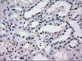 SATB1 Antibody (clone OTI11H4, Carrier-free)