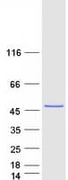 Human SNUPN Protein (Recombinant Myc-DDK (Flag))