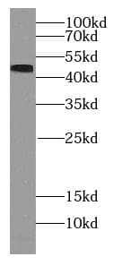 RCC1 Antibody (phospho-Ser12)