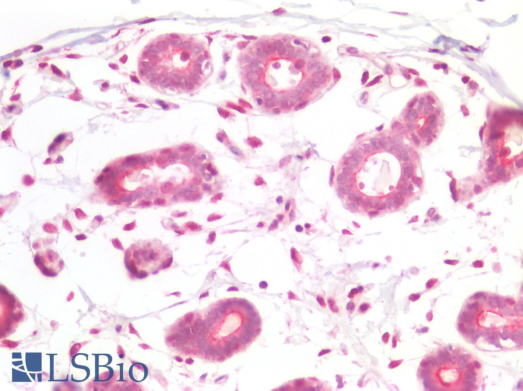 PathPlus™ IGF1 Antibody